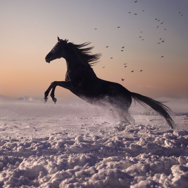 Лошадь, закат, черная лошадь, black horse, horse, поле, зима, winter  Дипломат, английская чистокровная photo preview