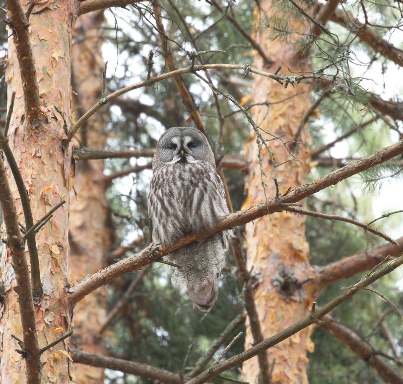 птицы россии, фотоохота, наблюдение за птицами, птицы, орнитология Длиннохвостая неясытьphoto preview