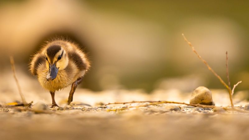 Ducklingphoto preview