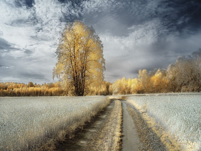 Русское поле. фото превью