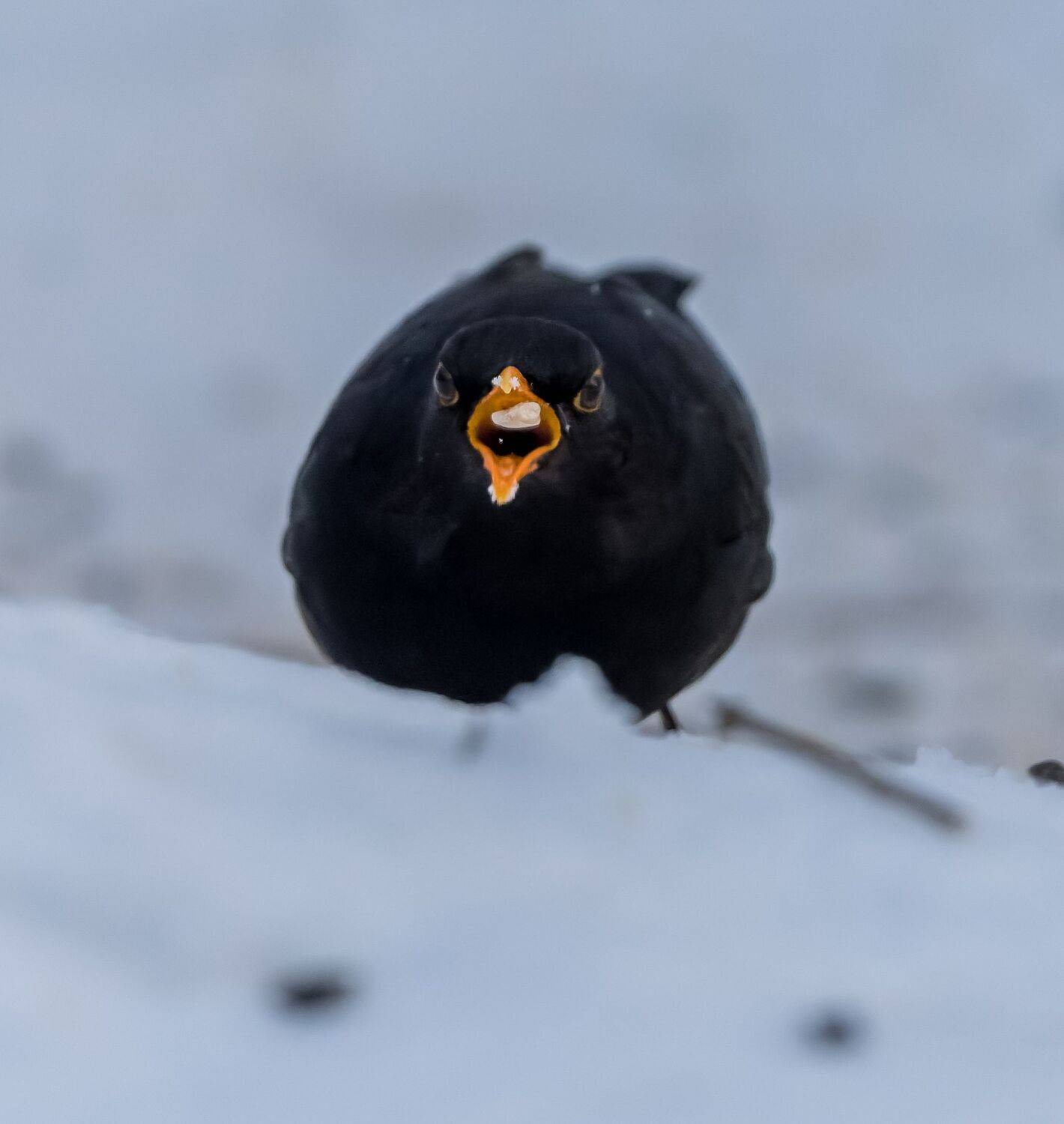 Семкожор. Автор: Дэм Константин , Дэм Константин