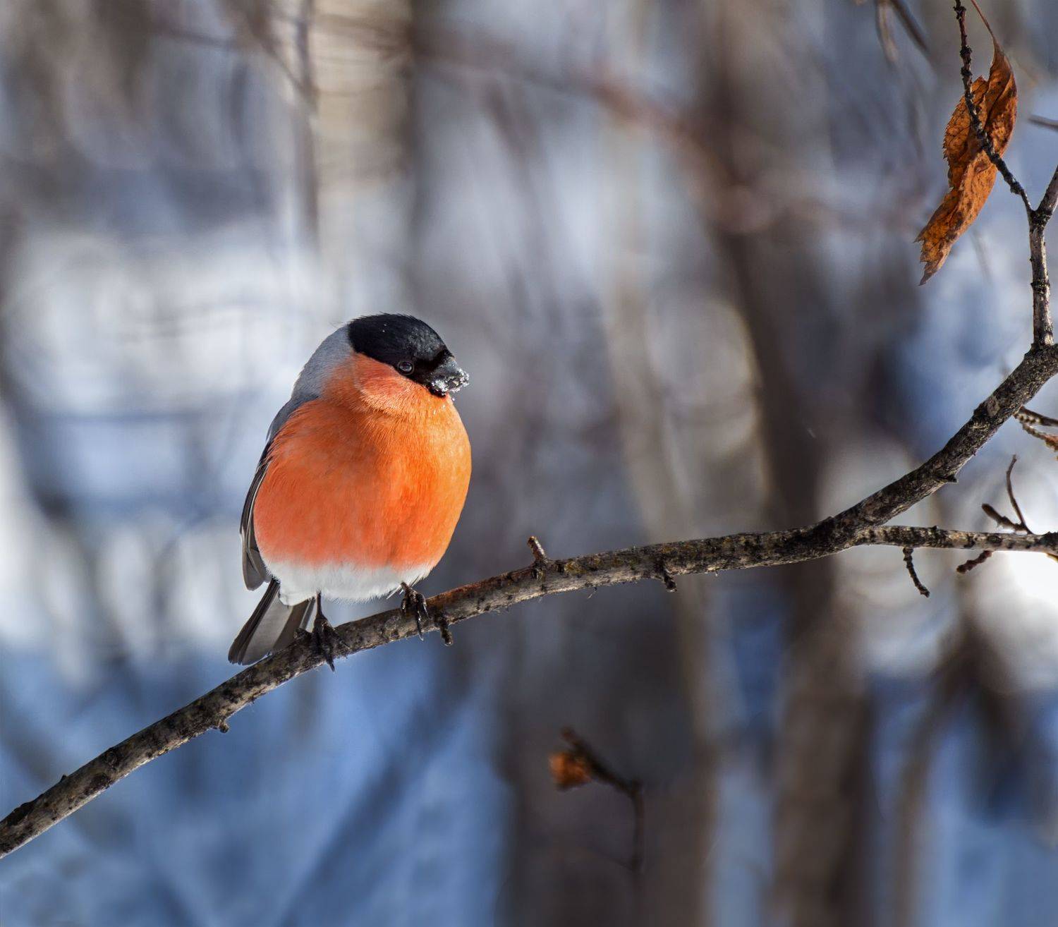 птица, снегирь, зима,, Марина Мочалова