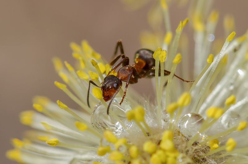 На цветкеphoto preview