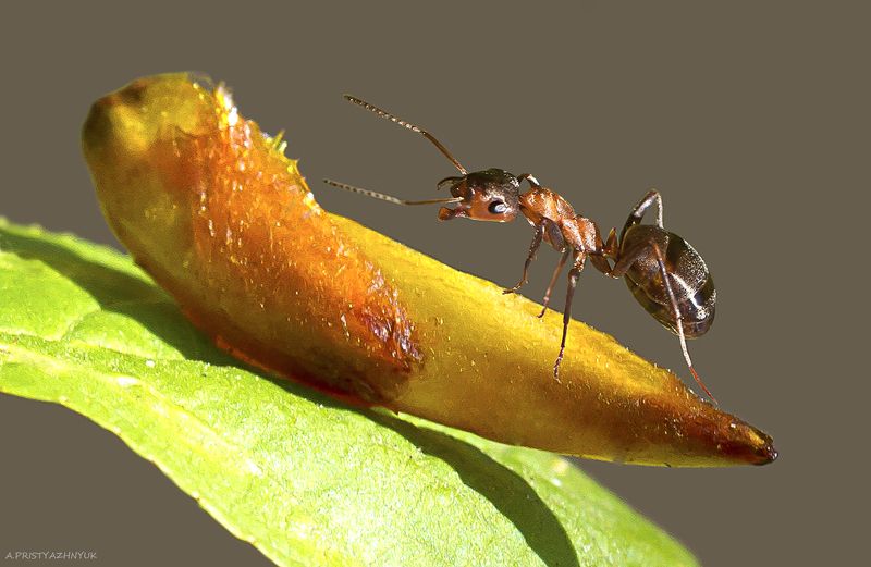 На почкеphoto preview