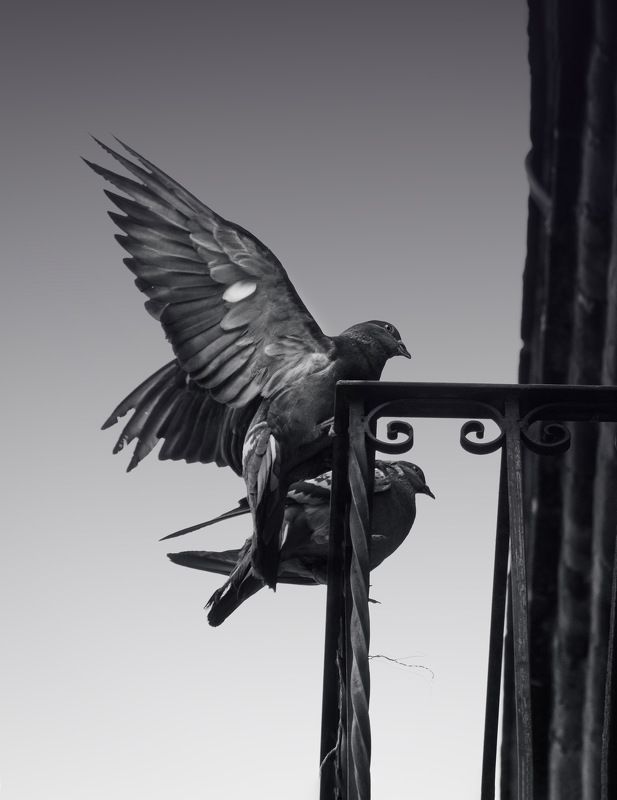 On the fencephoto preview