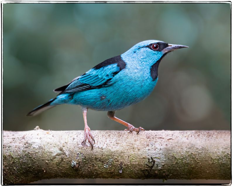 birds, aves, mata atlantica, brasil, passaros, Saí-azulphoto preview