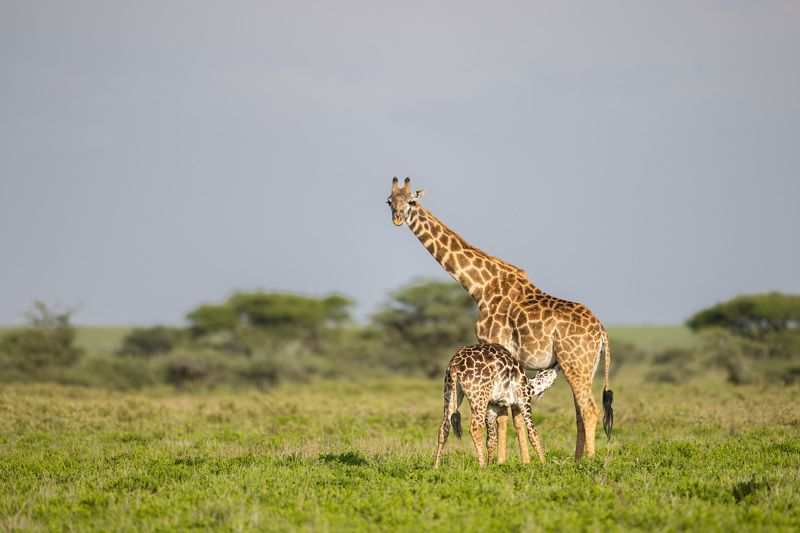 Giraffe, wildlife, calf Mother\'s lovephoto preview