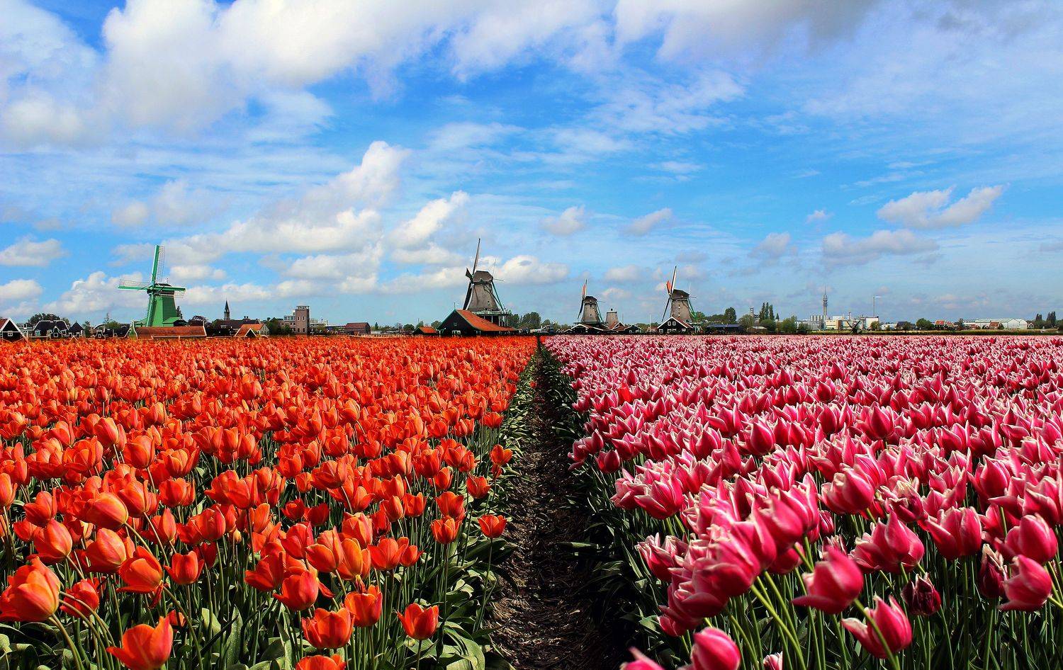 Тюльпанная перспектива 3. Автор: Вадим Городницкий , Вадим Городницкий