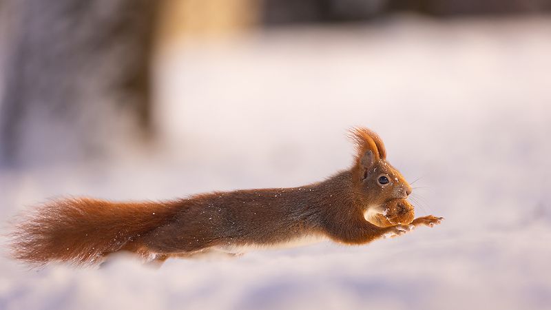 Squirrel in winterphoto preview