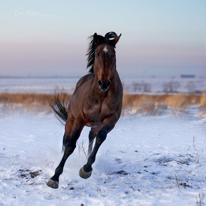 Сагнол photo preview