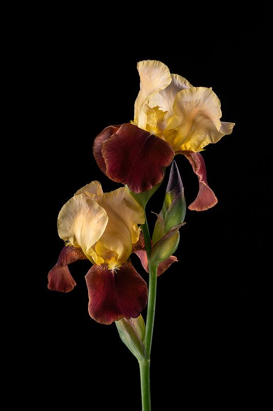 цветы, ирисы, цветок, флора, природа, листья, лепестки, цветение Ирисыphoto preview