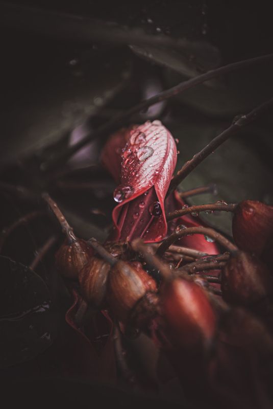 Naturaleza Pequeñaphoto preview