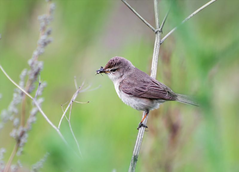 птица, северная бормотушка, северная бормотушкаphoto preview