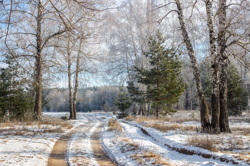 лес, деревья, зима, иней, природа photo preview