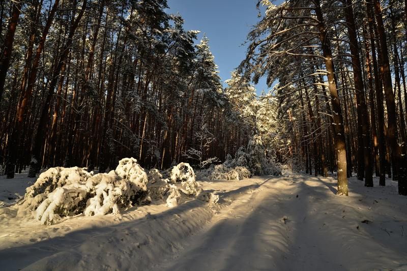 Рождественский лес 2...photo preview