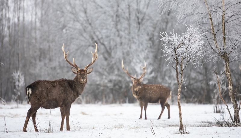 В стране оленьей. photo preview
