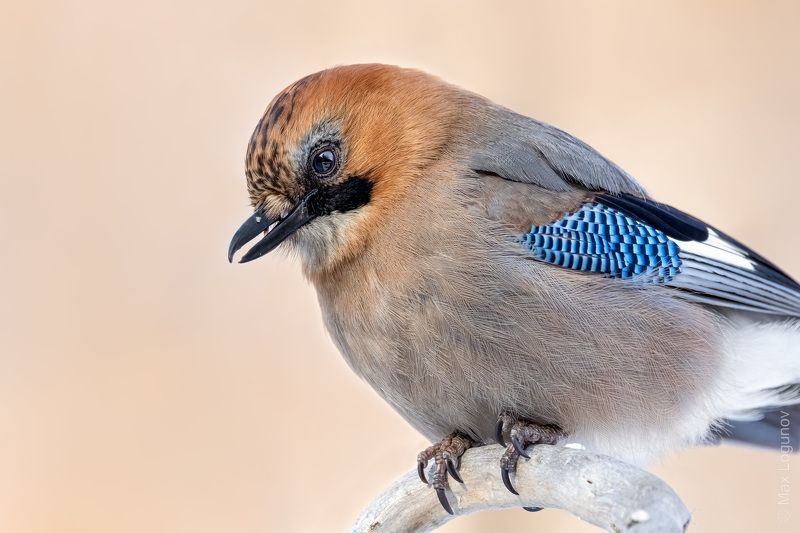 Портрет сойкиphoto preview