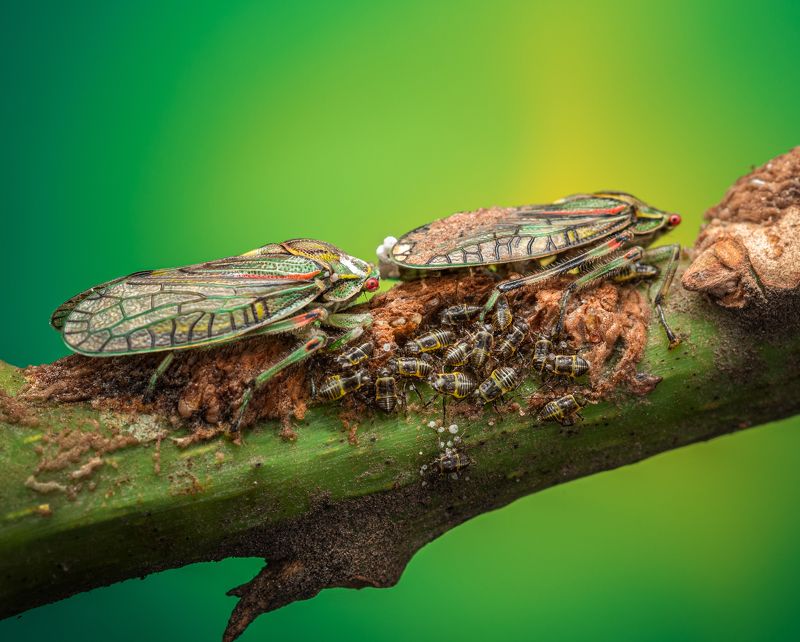 The hatching day. Aethalion quadratum photo preview