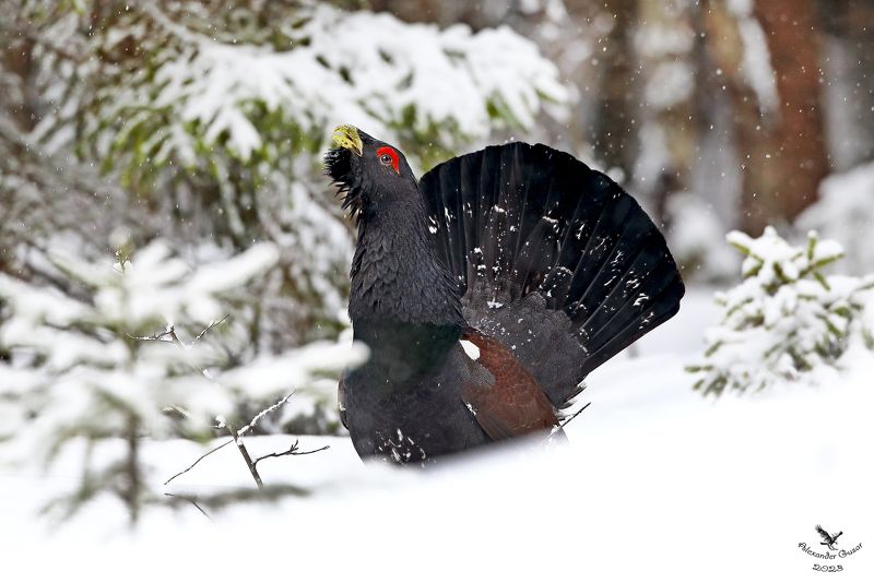 глухарь Январский глухарь.photo preview