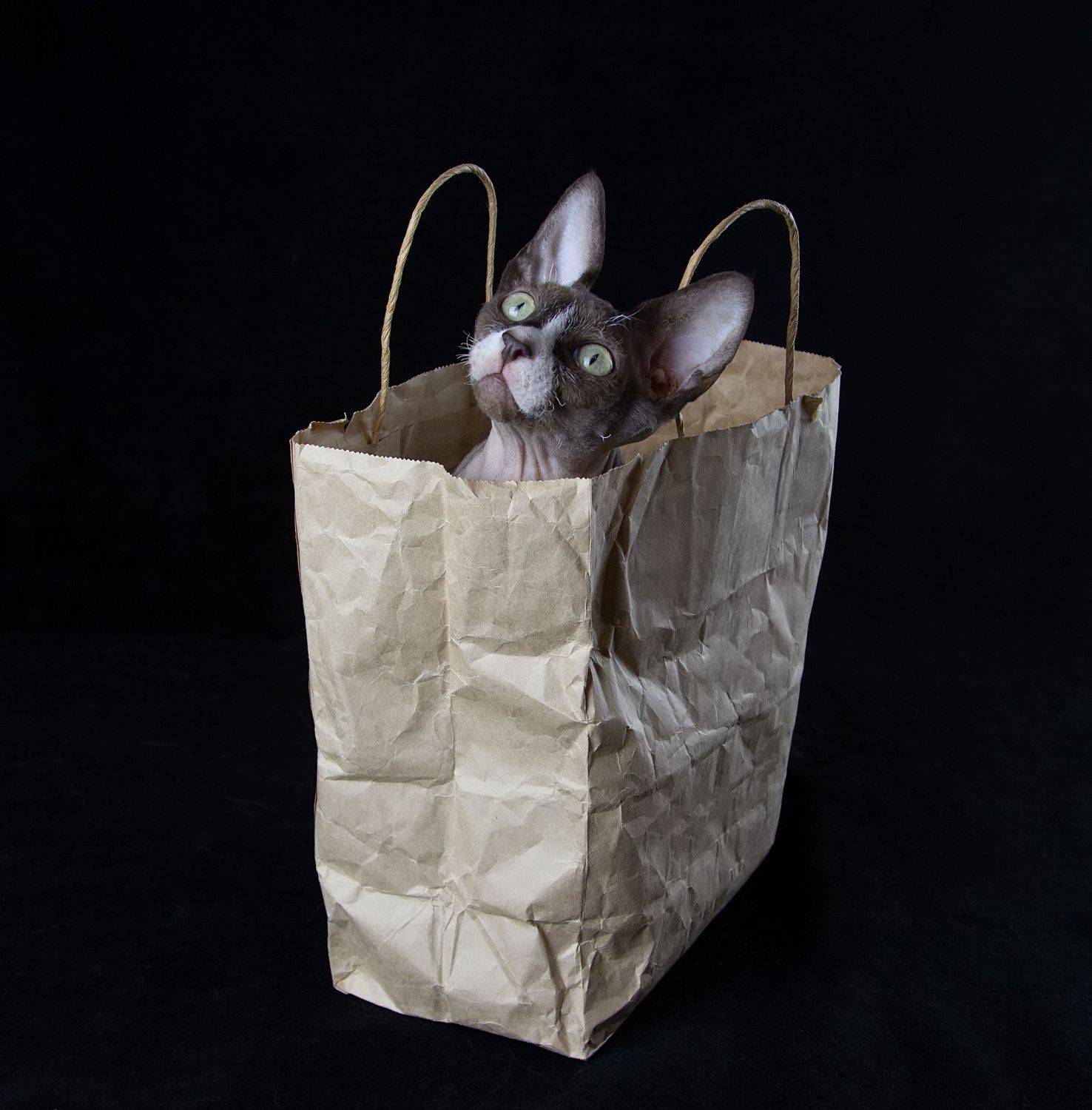 Подарок:). Автор: Феденкова Татьяна кот, сфинкс, канадский сфинкс, Феденкова Татьяна