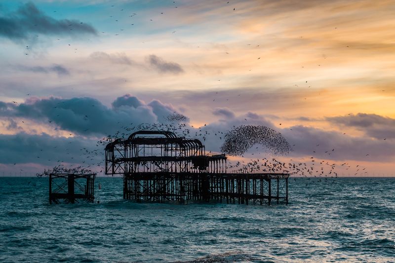 #birds, #pier, #brighton, #sunset Birds...photo preview