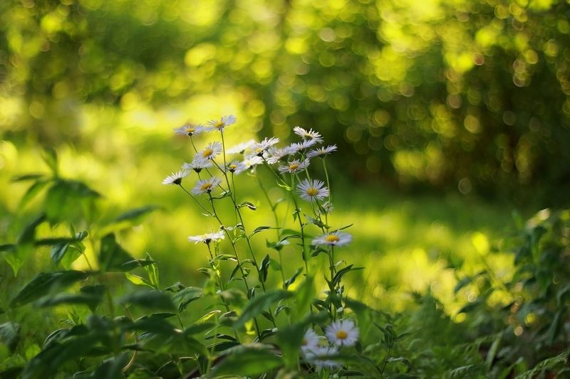 emerald lightphoto preview