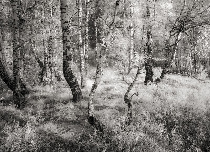 Северные берёзки. фото превью