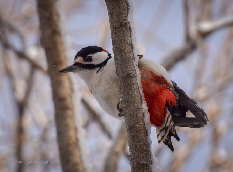 дятел. камчатка. птицы photo preview