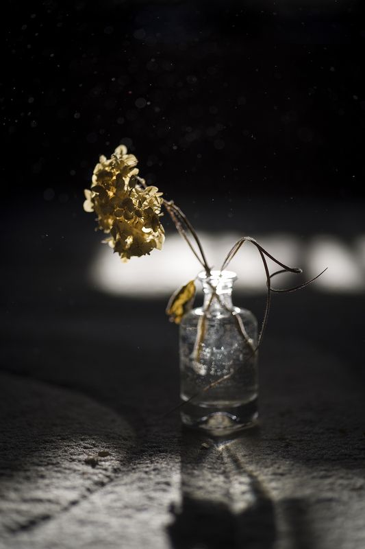 солнце, свет, гортензия, натюрморт, игра света Игра светаphoto preview