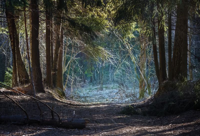 лес, дерево, ель, иней, свет, просвет, дорожка, тропа Последние заморозкиphoto preview