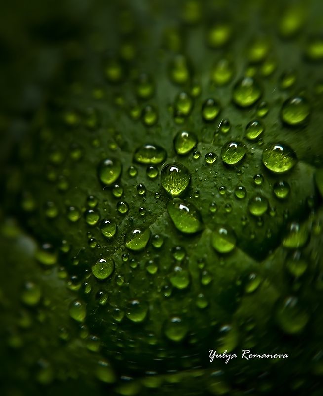 капли, макро, природа, зелёный Зелёные капелькиphoto preview