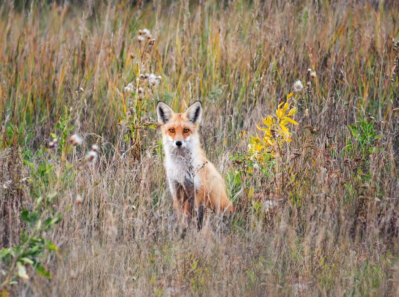 лиса, лес, поле, рыжая красавица.. фото превью