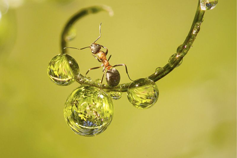 Макро, муравей, капля, роса, природа На капелкахphoto preview