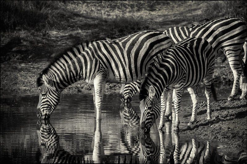 Monochromephoto preview