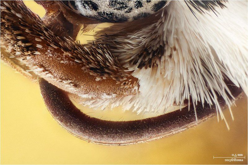 Макроphoto preview