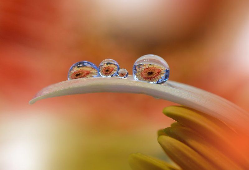 Eyes of the Light...photo preview