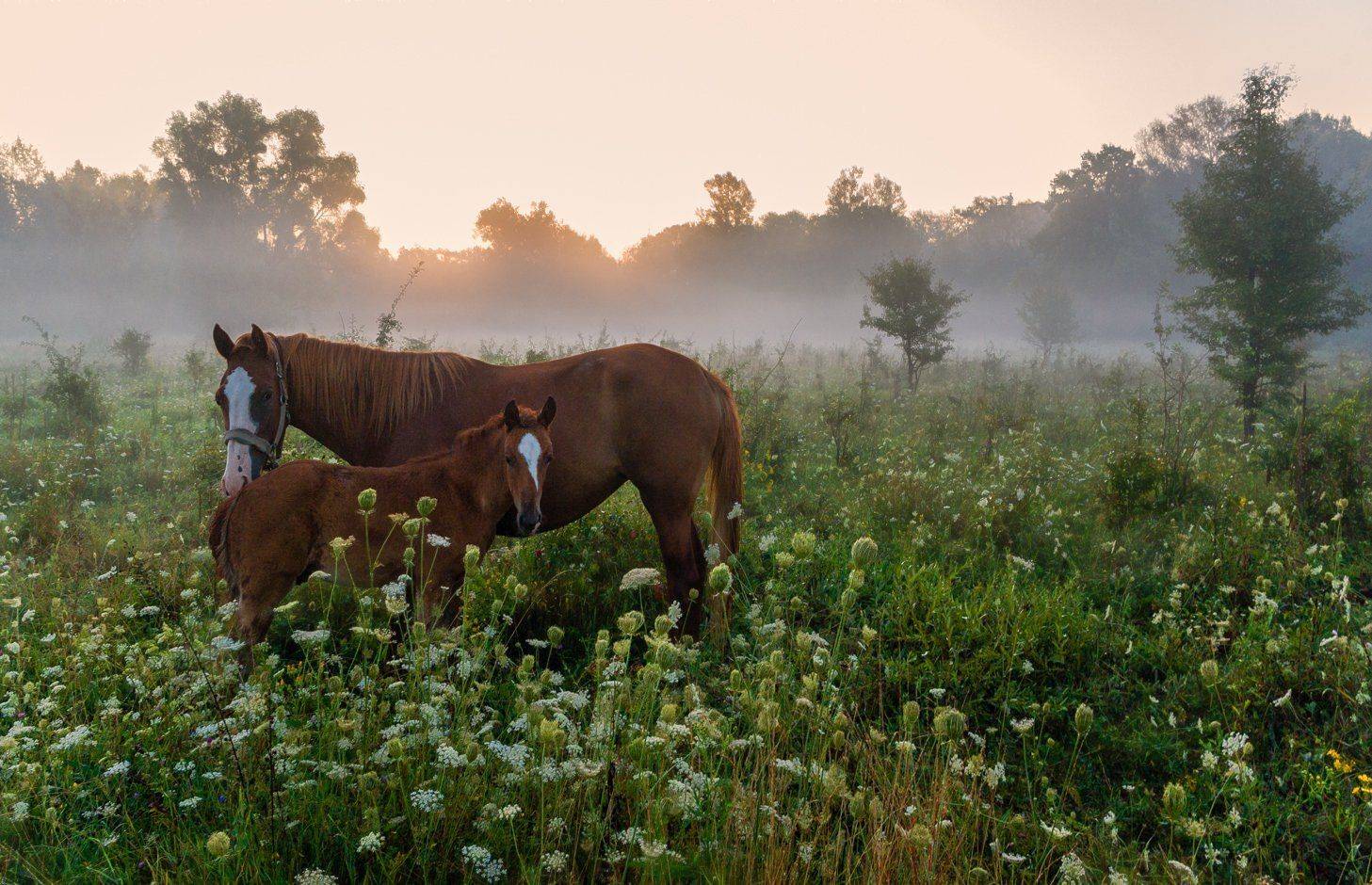 Встреча на рассвете. Автор: Игорь Мелекесцев , Игорь Мелекесцев