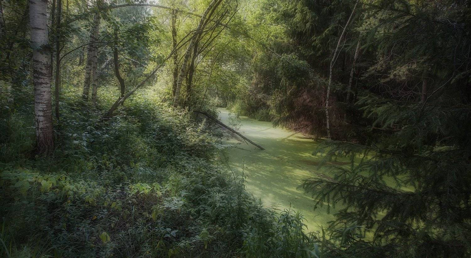 Купавна, лес, июнь, жара., Андрей Леонидович