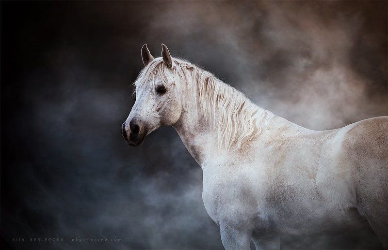 Dust, Horse, Mist .photo preview