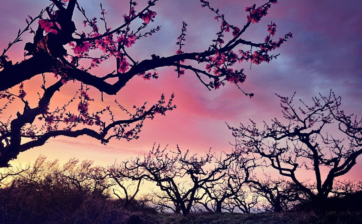 Peach, Sunset, KIM SUK EUN