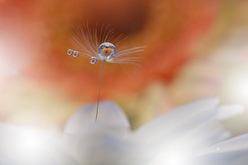 Little Ray...photo preview