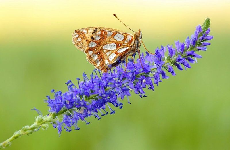 Goodbye butterfly... фото превью