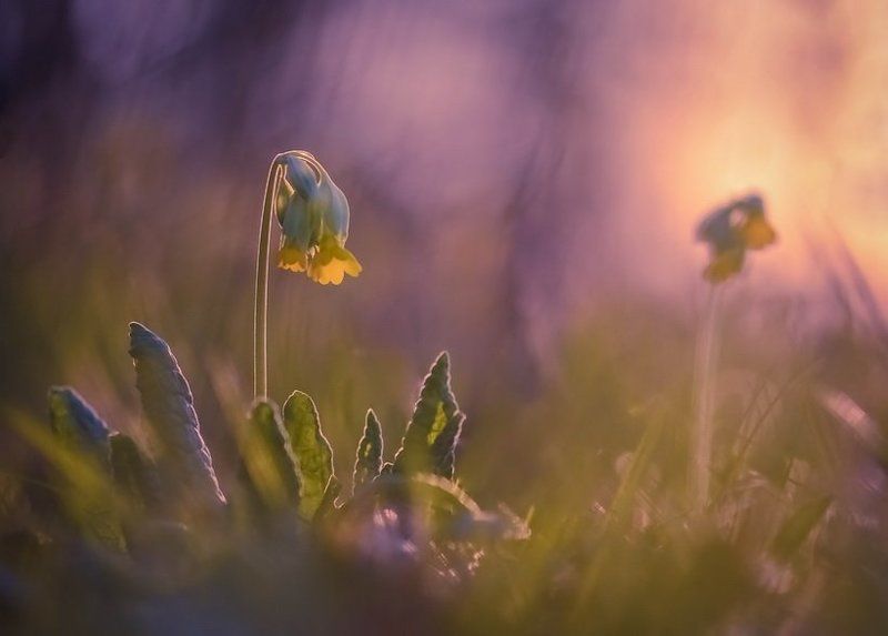 Весна, Лес, Первоцвет, Цветы Гармония жизниphoto preview