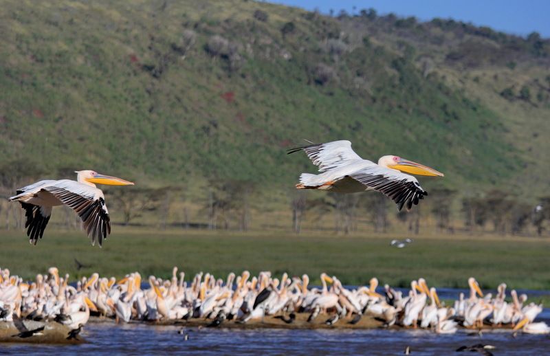 Африка. Кения. Национальные парки Кении. Озеро Накуру. Пеликаны. Природа. Пеликаны.photo preview