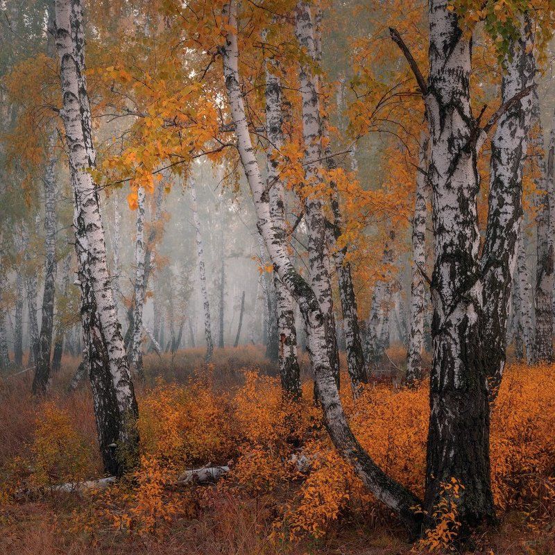 Шелест осени фото превью