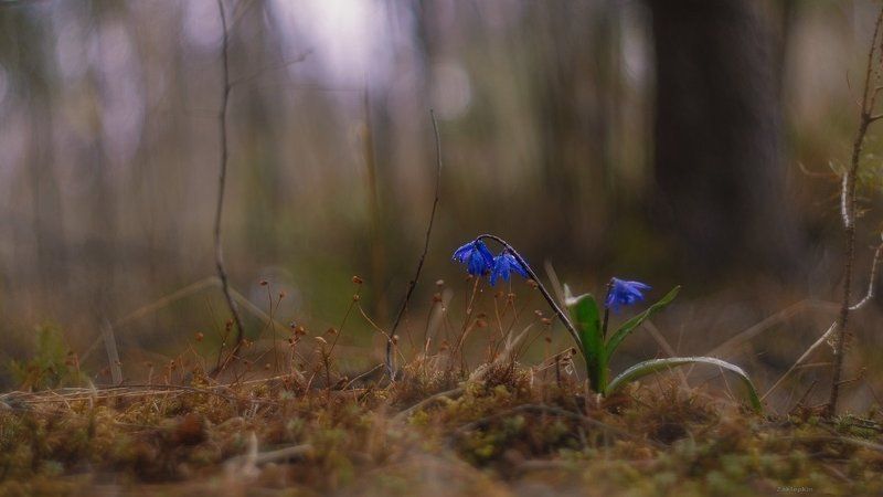 макро, цветы Первый дачный фото превью
