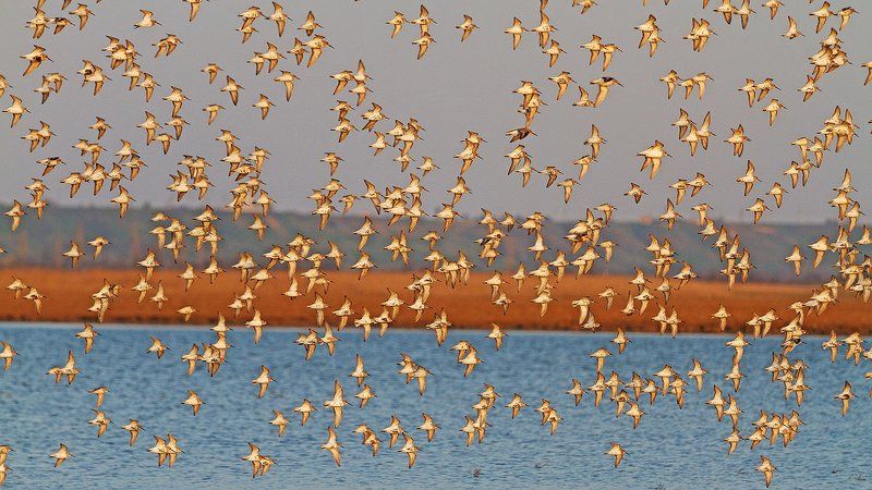 Клоныphoto preview