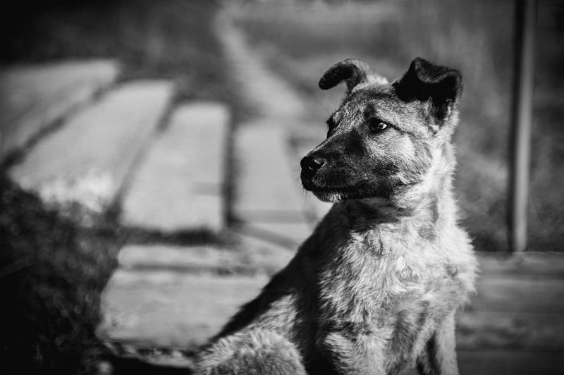 Animals, Black & white, Bw, Dog, Light Doggyphoto preview