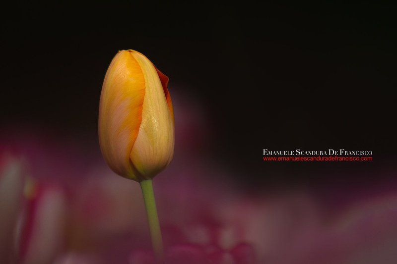 emanuele scandura de francisco tulpani tulpaniphoto preview