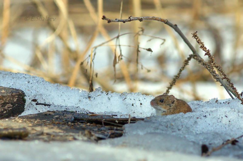 Apodemus uralensis, Mammals, Mouse, Лесная мышь, Мышь В ожидание лета !photo preview